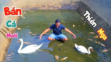 Làm Nhà Mới Cho Cún Và Máy Cạn Ao To - Bán Hết Cá Chim Để Nuôi Thiên Nga / Quế Nghịch