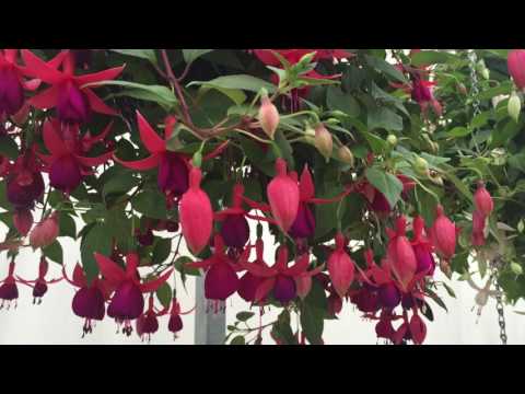 Balcony Queen - Fuchsia