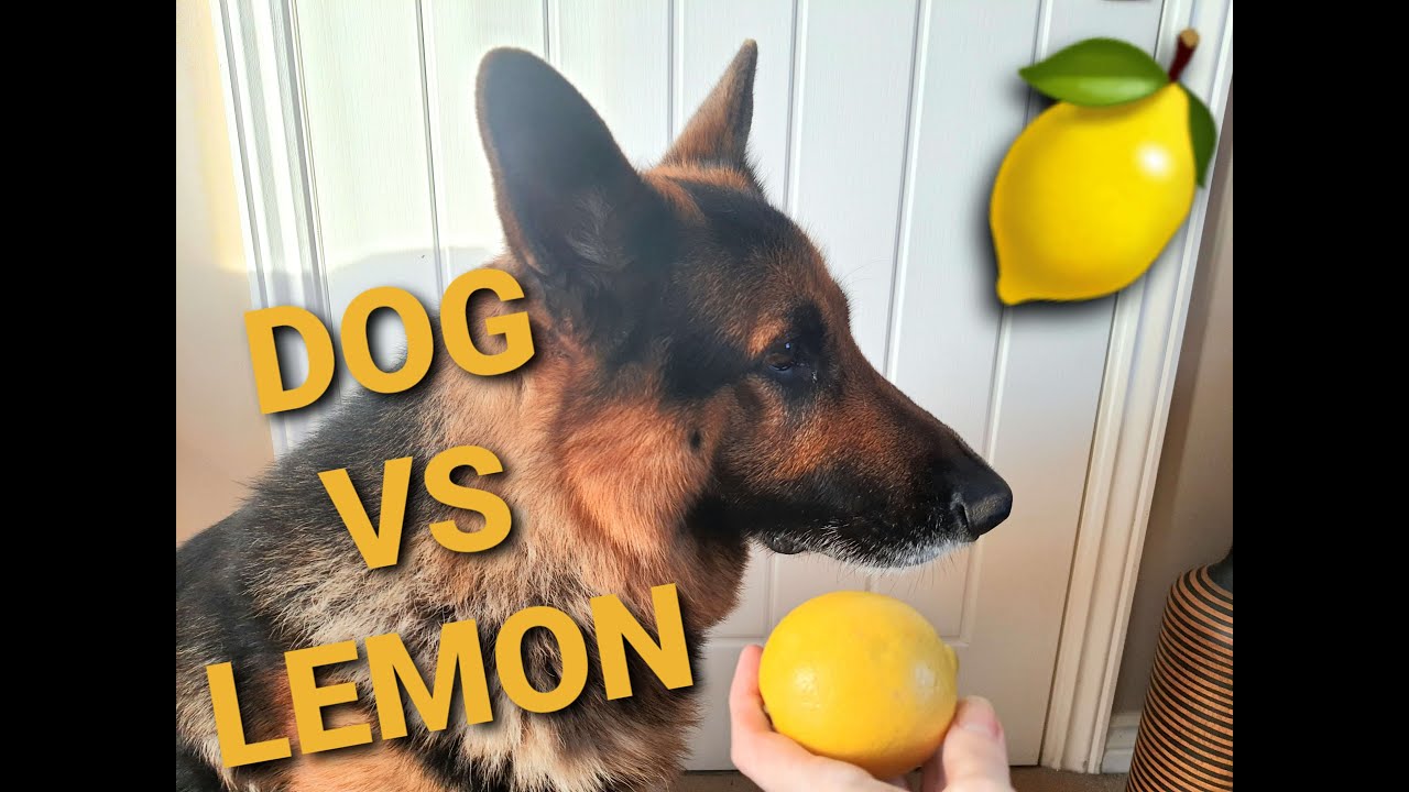 LEMON FOOD CHALLENGE GERMAN SHEPHERD DOG TASTE TEST REACTION YouTube