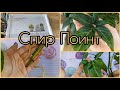 Про тот самый подносик😊СИНГОНИУМ Спир Поинт🌱Спонтанное черенкование😀Размножение🌱Грунт🌱Посадка