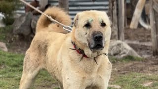 BEAR, PIG AND WOLF HUNTER KANGAL DOGS !!! ALL WITH VIDEO PROOF | ACTIONPACKED MOMENTS