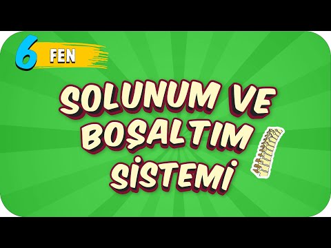 6. Sınıf Fen: Solunum ve Boşaltım Sistemi #2022