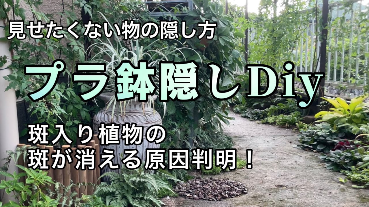 見せたくない鉢を簡単に隠すDiy /斑入り植物の斑が消えた原因が判明しました/ガーデンdiy/鉢のリメイク