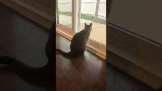 Do I see a friend outside? by SelenaTheTabby 325 views 3 weeks ago 1 minute, 12 seconds