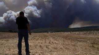 La forêt toujours en feu à une cinquantaine de kilomètres d'Athènes