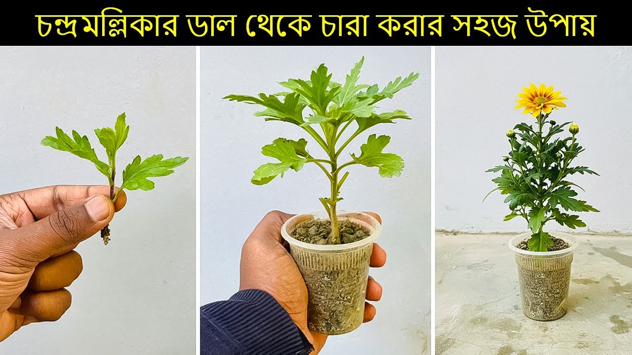 চন্দ্রমল্লিকার ডাল থেকে চারা করার উপায় | চন্দ্রমল্লিকার কাটিং থেকে কিভাবে চারা করবেন |Chrysanthemum