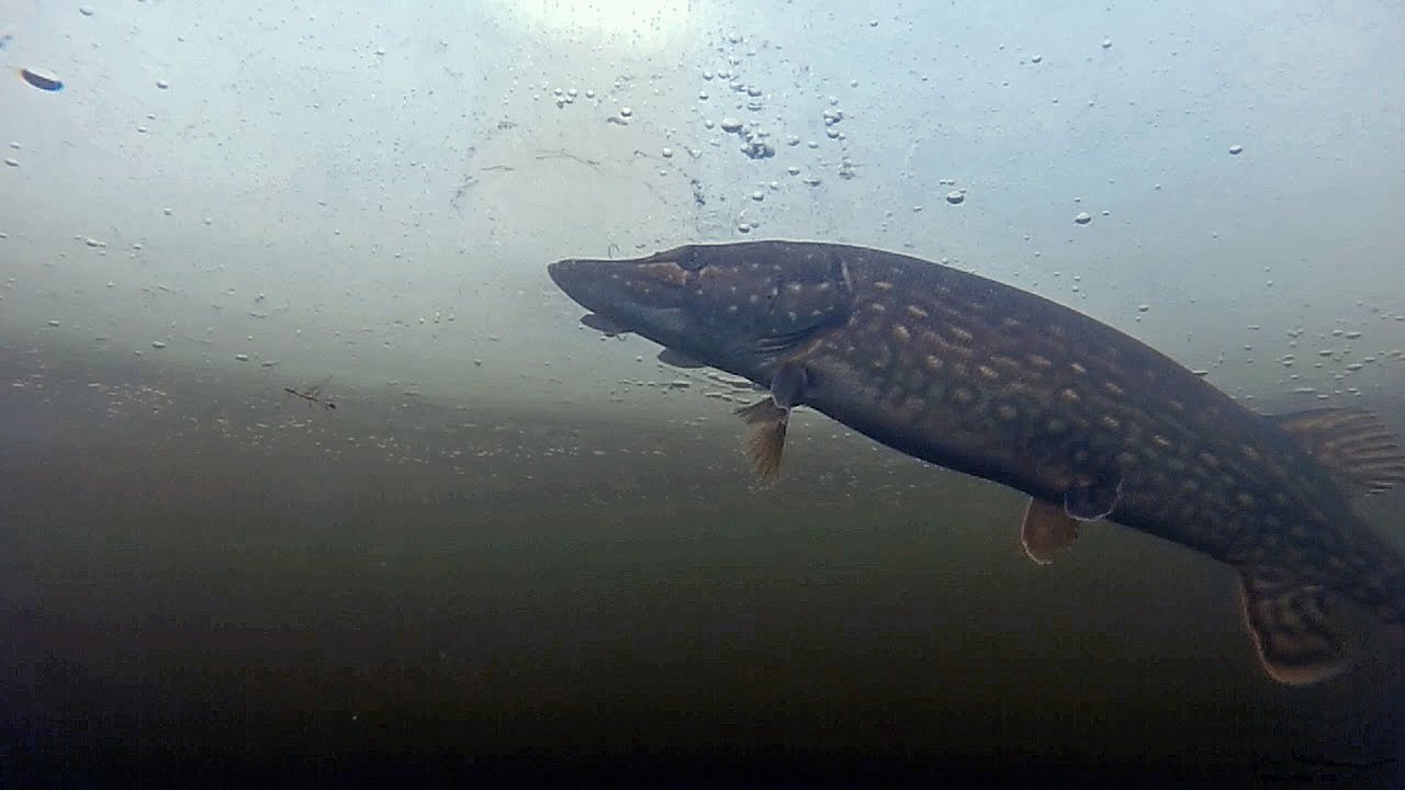 Pike Strike no 6 2015 - an underwater video. See pikes attack the lure ...