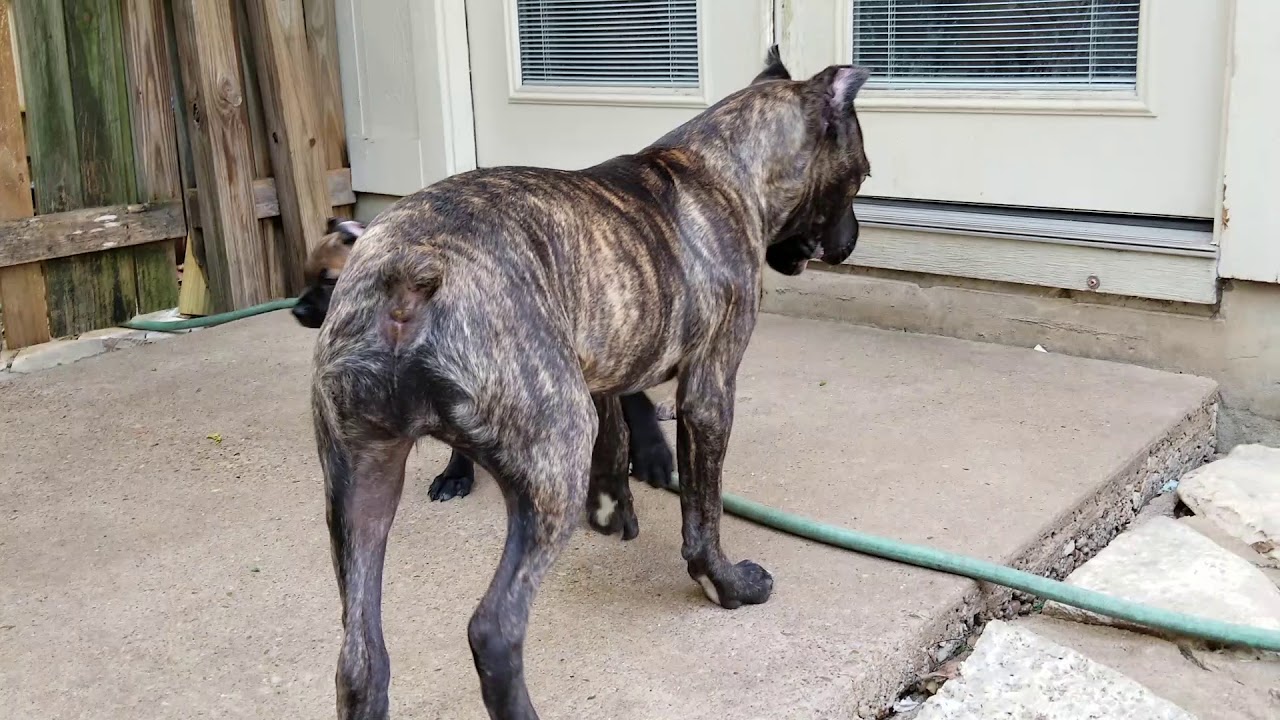 What To Expect With A Cane Corso Puppy