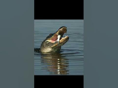 6 Most Amazing Facts about Crocodile || 6 Interesting Facts || Weird
