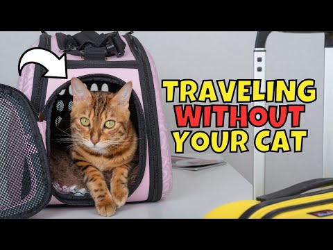 Video: Panduan Etika Kucing Anda: Bagaimana Membantu Kucing Anda Memikiran Adab-adabnya di Parti Percutian