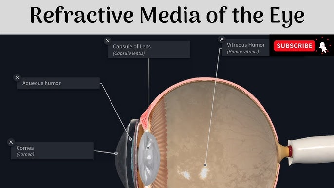 Anatomy of the eye: Eyeball, tunics and layers of the eye, and