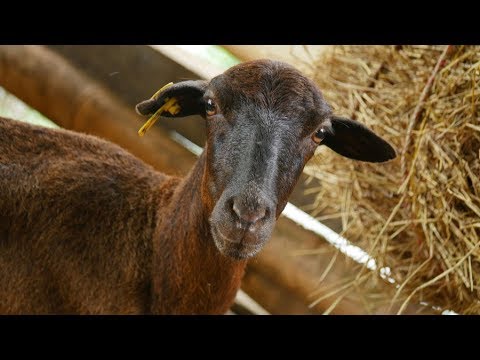 Video: Nematodo de la patata: descripción, daño, lucha