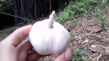 Qhia ntshuaj qaib mob plab