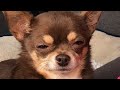 This Woman Adopted A Judgmental Chihuahua And Got What She Deserved This Woman Adopted A Judgmental Chihuahua And Got What She Deserved
