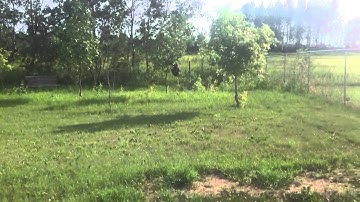 Largest wasps nest I