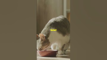 The Secret Life of a Lazy Cat Uncovered!