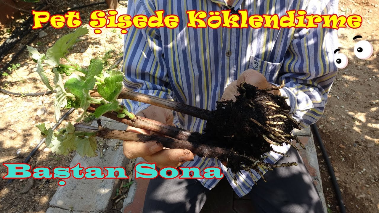 Garantili Yöntemle Üzüm Asması Köklendirme