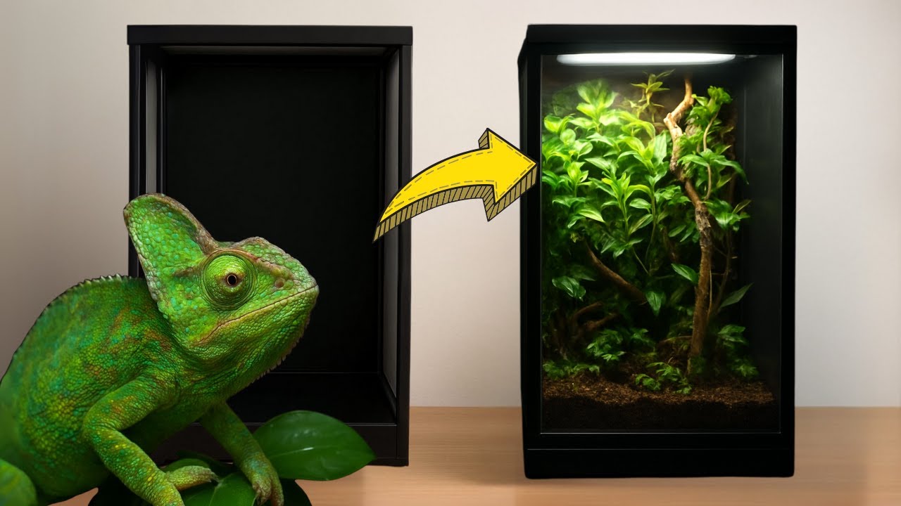 Cómo Hacer un terrario para un Camaleón Paso a Paso 🦎 | KANAKY VLOG #176