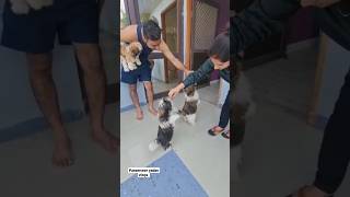 Cute Tibetan Terrier puppy playing || dog breed || #youtubeshorts #viralvideo