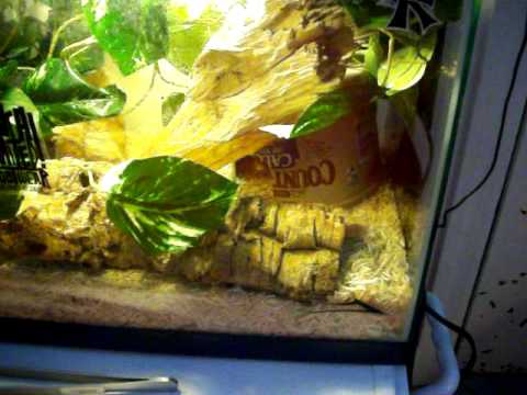 corn snake morphs My Amel Corn Snake's New Home!!!