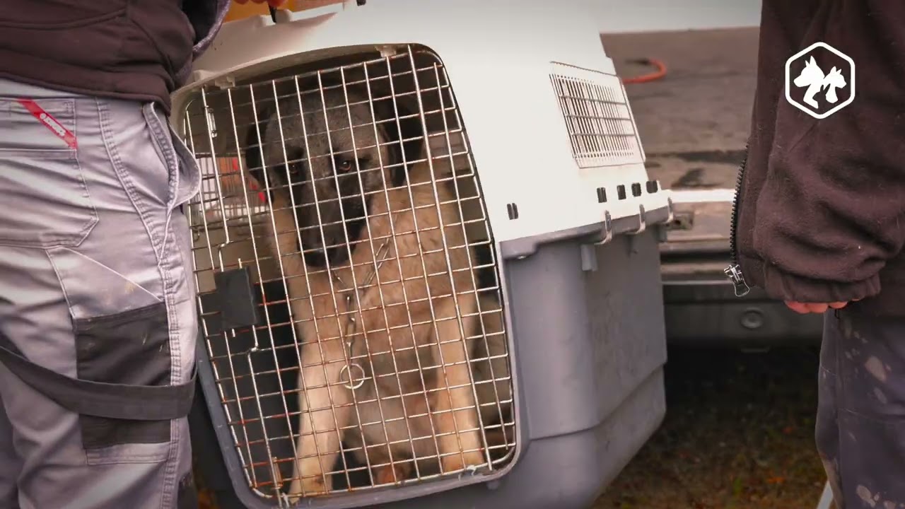 Janvier 2026 : des chiens livrés à eux-mêmes et des cadavres d’animaux découverts chez un éleveur