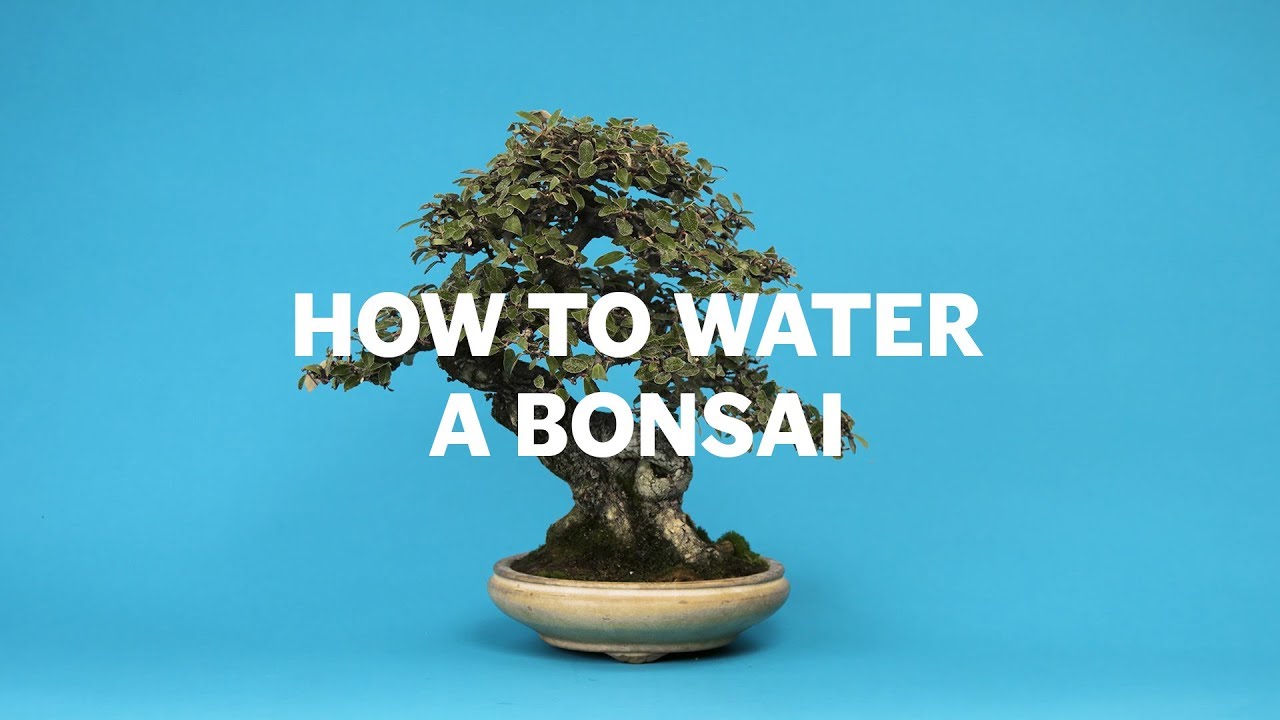 How To Water A Bonsai