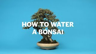 How To Water A Bonsai screenshot 1