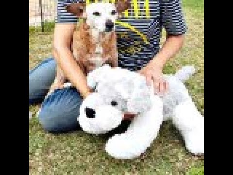 Video: Hoe Om 'n Hond Op Te Tel