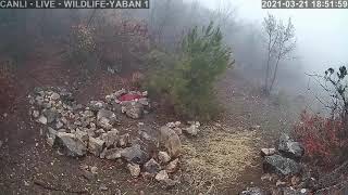 Kurtlar Ve Çakallar Puslu Havayı Sever.. Canlı Yayın Görüntüleri