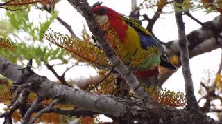 Eastern Rosella Singing I Eastern Rosella Call I Australian Native Bird