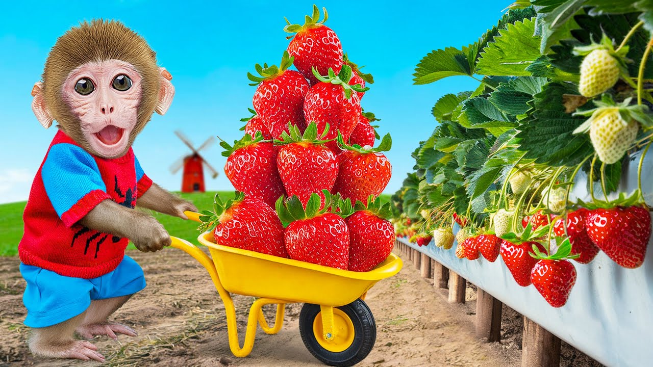 Smart Monkey BaBaBu go to harvest fresh strawberry with duckling at the farm - BABABU MONKEY