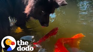 Dog Loves His Grandpa's Koi Pond | The Dodo