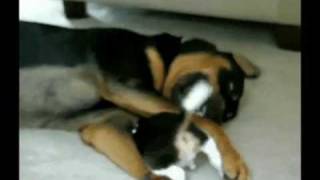 Beagle Puppy Beats Up Rottweiler!