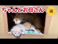 日を増す毎に可愛くなる仔猫たちと おっとりしてる様に見えて意外としっかり母猫