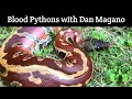 Blood Pythons with Dan Magano