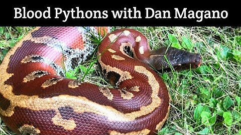 Blood Pythons with Dan Magano