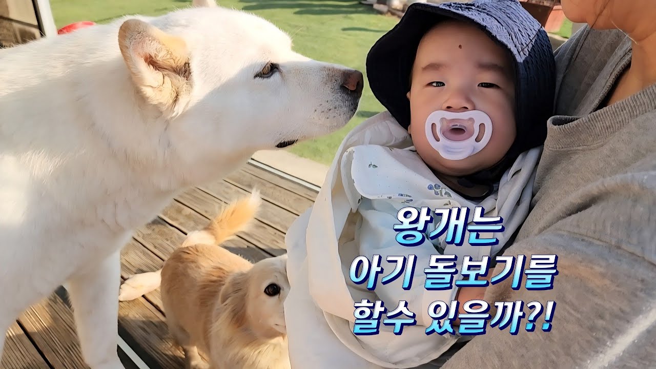 설날에 만난 아기와 왕개씨😄(2편)