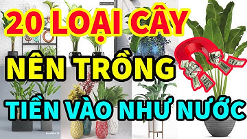 Đặt Những Cây Cảnh Phong Thủy này trong nhà sẽ khiến Gia Chủ Tiền Vào Như Nước! 0989349119