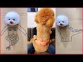 Tik Tok Chó Phốc Sóc Mini | Funny and Cute Pomeranian Videos #6