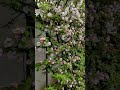 Цветёт зелёный забор из дикой яблони. Весна Киев 2024 მწვანე ღობე السياج الأخضر 绿色围栏