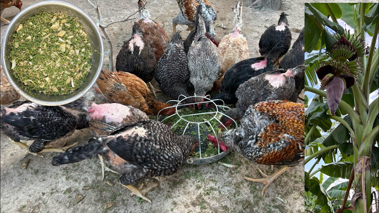 Raising Chickens with the Best Organic Feed | Low Cost, Fast Growth & Healthy Chickens