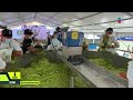 ¡Jalisco rompe récord Guinness con el guacamole más grande del mundo!