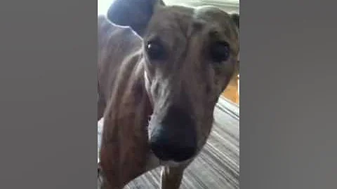 my dog Jenn tries to talk