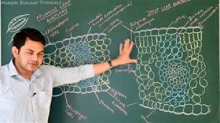 Internal structure of leaf monocot and dicot leaf internal structure