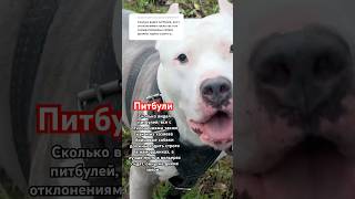 Неадекватные Питбули и их владельцы #pitbull #amstaff #амстафф #собака #dog #тренд #животные #шортс