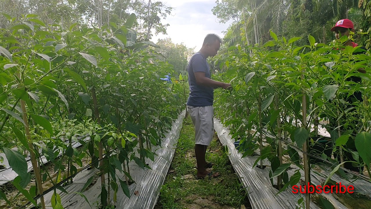 Ikut Panen cabai rawit di kebun nano 