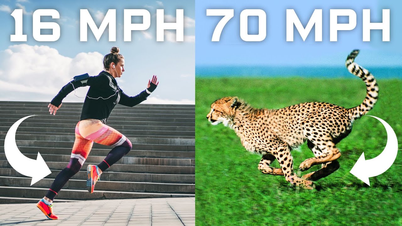 Why Humans Can-t Run Cheetah Speeds (70mph) and How We Could