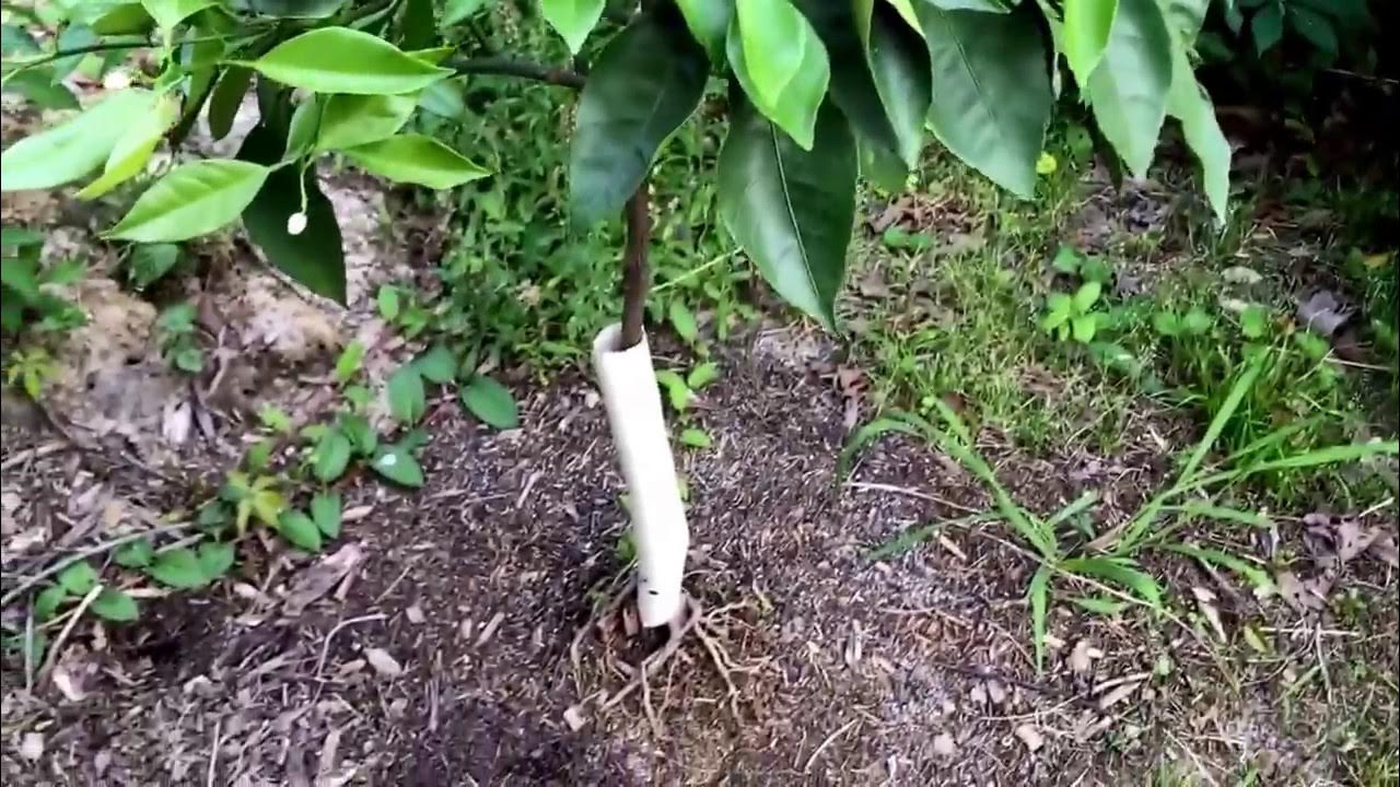 Arctic frost satsuma orange tree YouTube