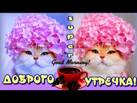 Прикольные видео с добрым утром и успешного дня в красивое утро желаю тебе🌸