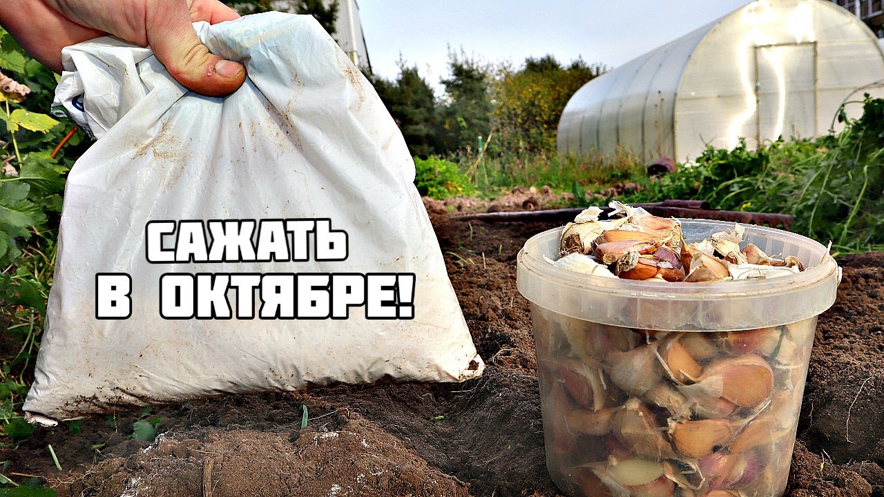 Сажают в машину